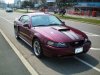 stang.jpg