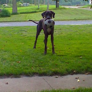 Brutus the Great Dane