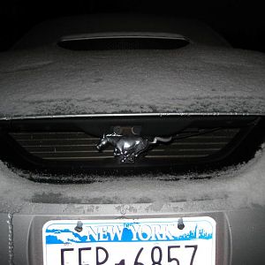 snowy beast
