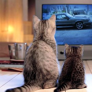 cats know good tv