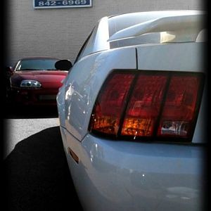 Supra//Stang