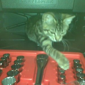 my cat foxy getting ready to work o the fox