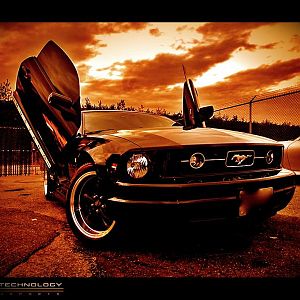 My Stang !!!!!