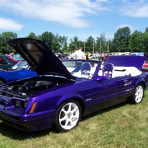 elks show