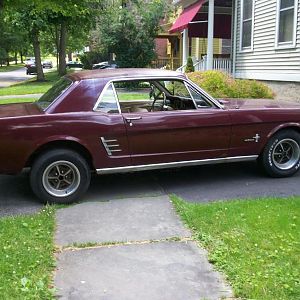 mustang 003