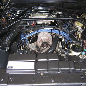 Mustang 010