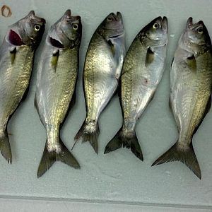 Little Snapper Bues