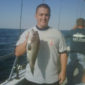 5lb seabass