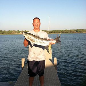 29" Striped bass. First trip of the season.