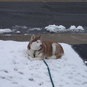 Our Husky Rosie in the second snow of winter 2013/2014.