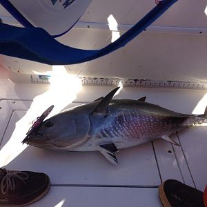 35lb bluefin (released)