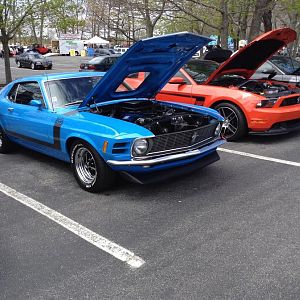 Wild horses 2014