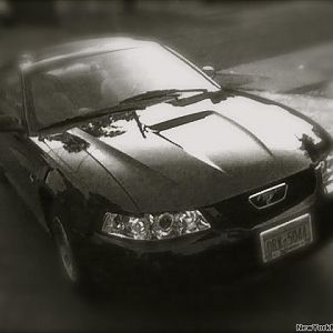 mustang b&w
