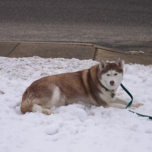 2/4/2014 Rosie in the snow.