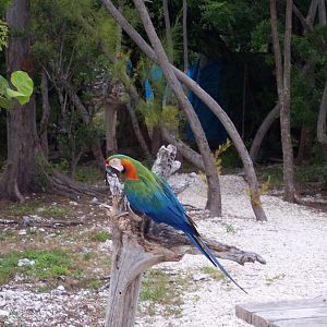 Beautiful bird.