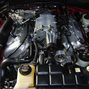 My Cobra